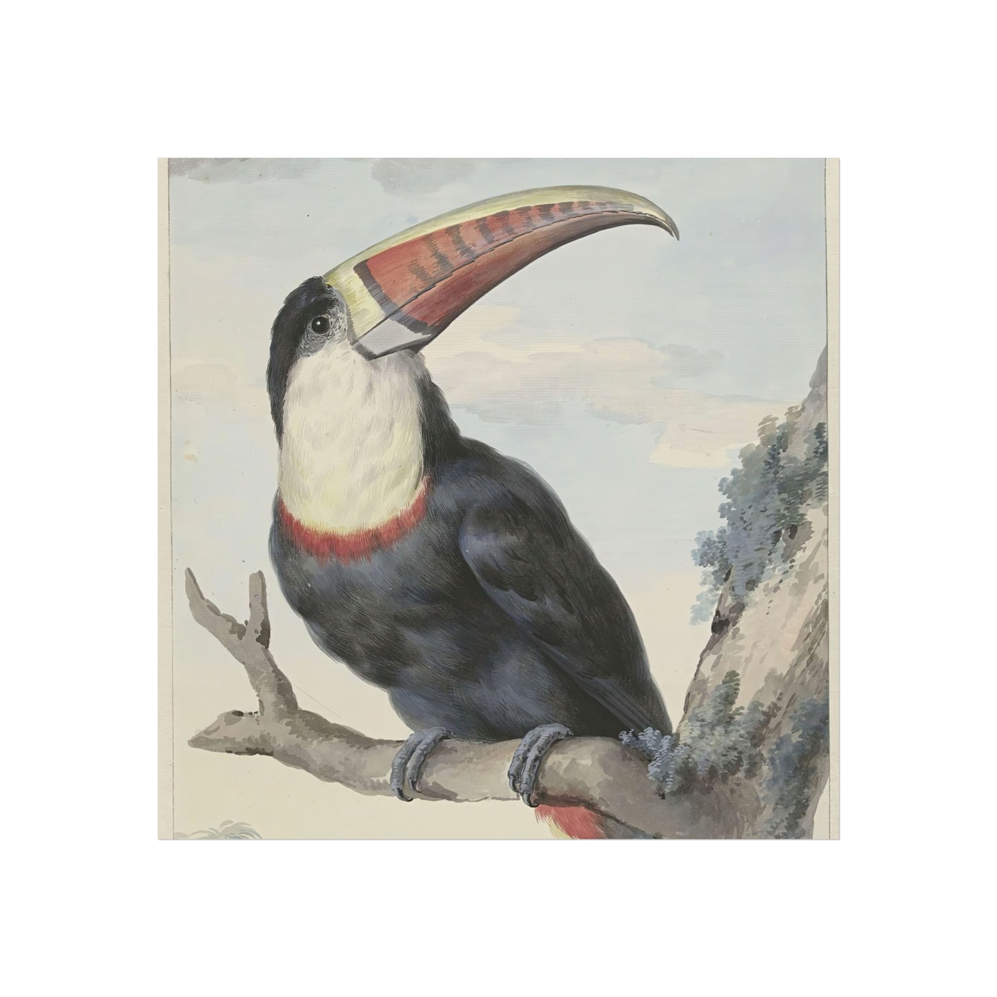Red-billed Toucan by Aert Schouman