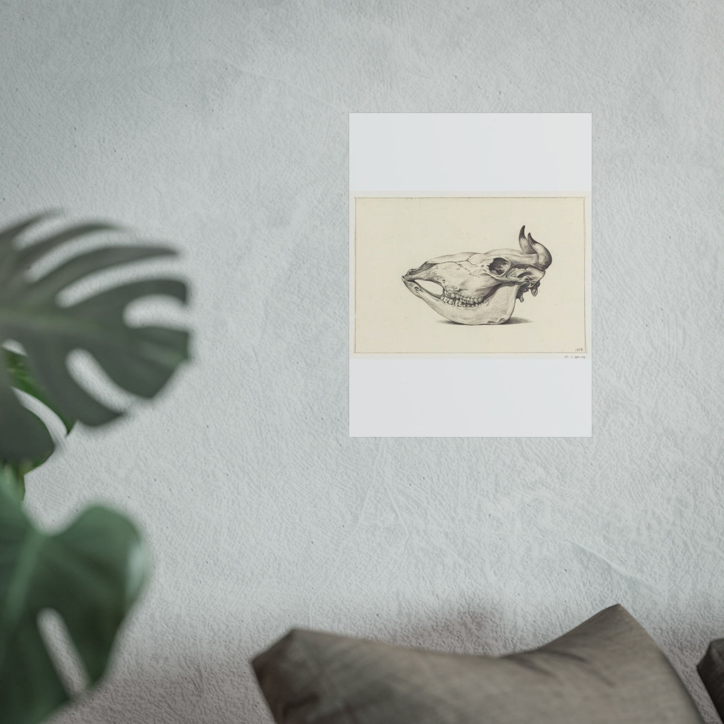 Cow Skull, Side View