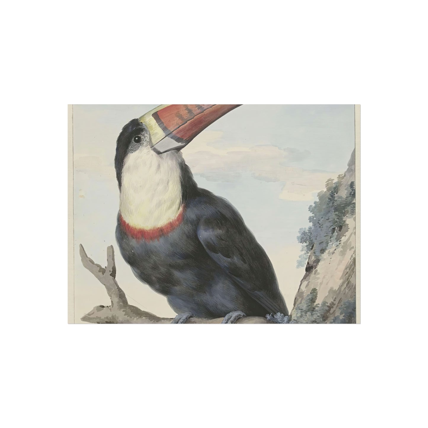 Red-billed Toucan by Aert Schouman