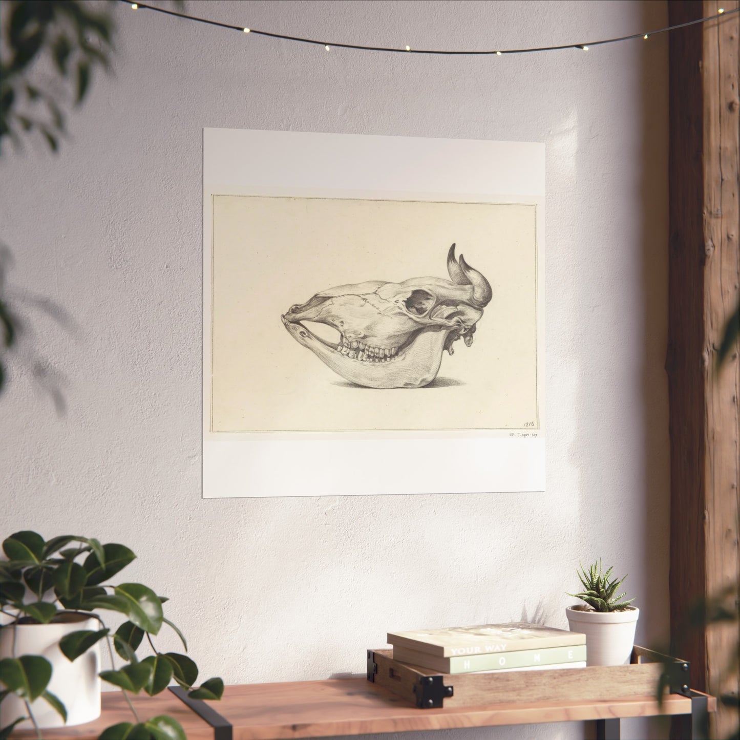 Cow Skull, Side View