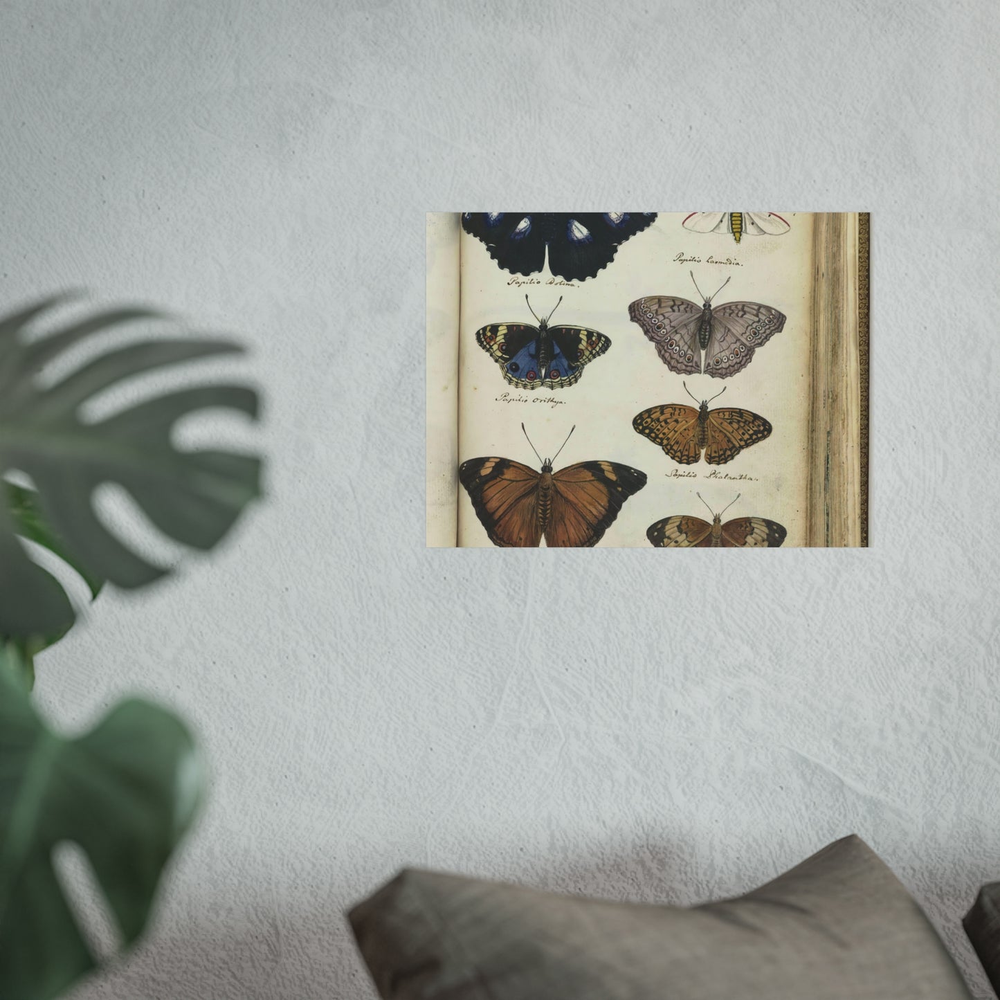 Color Illustration of Seven Javanese Butterflies and Moths