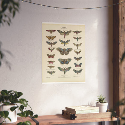 Butterflies / Second Plate. Moths