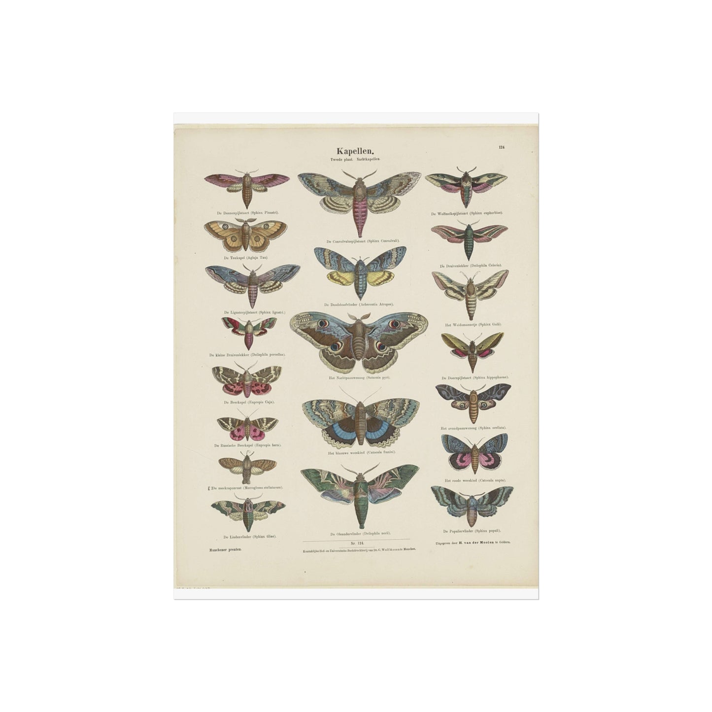 Butterflies / Second Plate. Moths