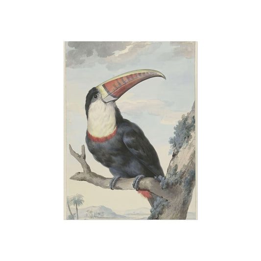 Red-billed Toucan by Aert Schouman