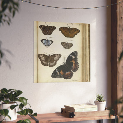 Javanese Butterflies and Moths