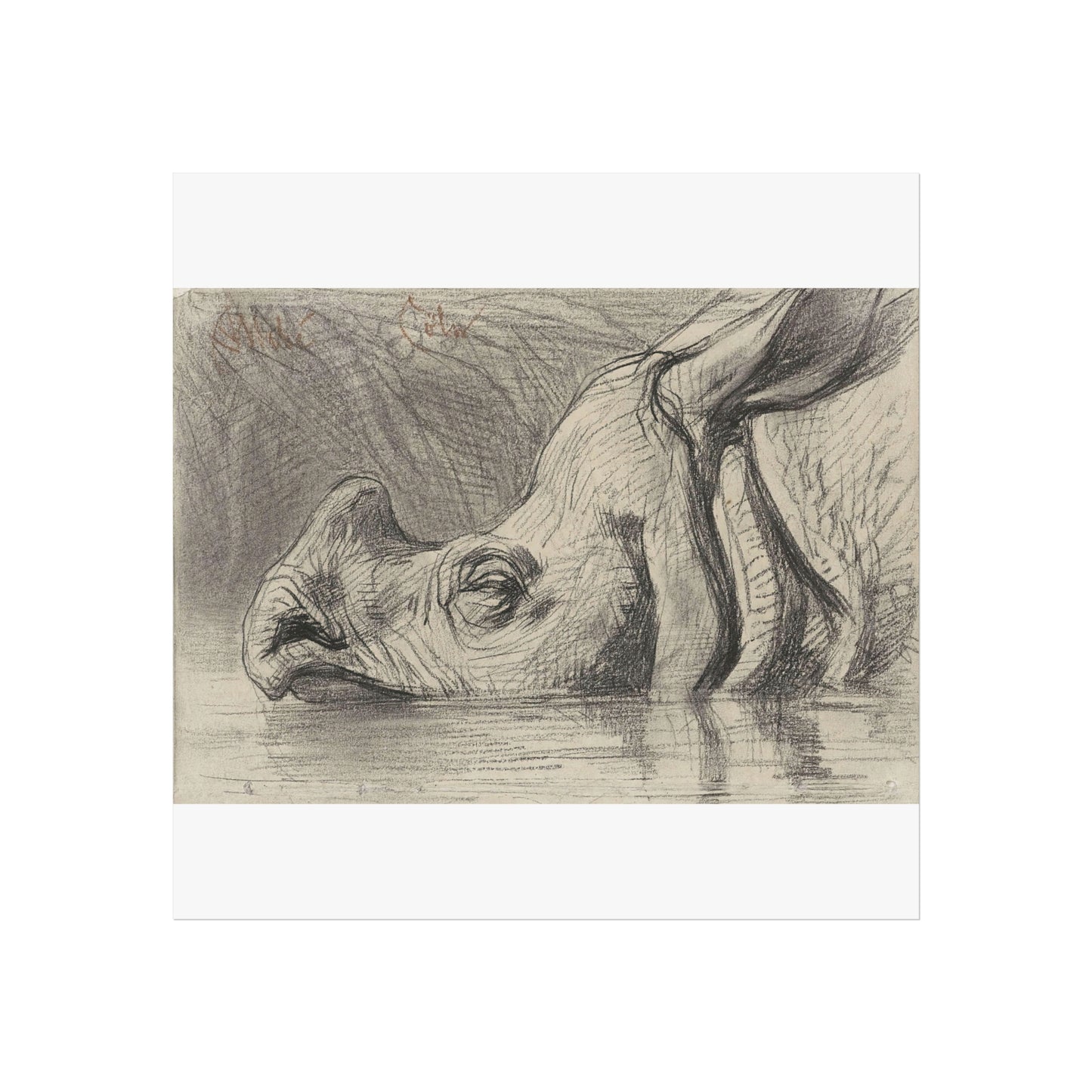 Head of a Rhinoceros, Half Submerged in Water