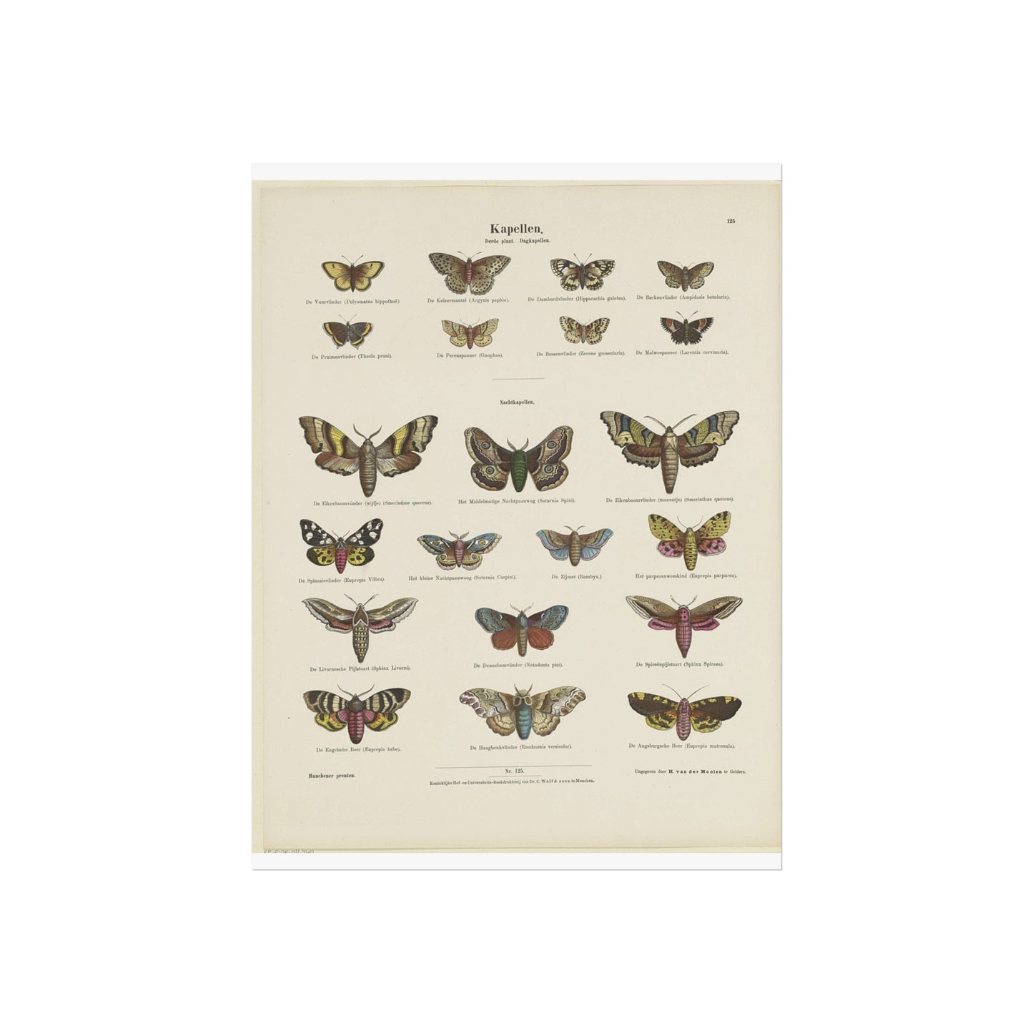 Butterflies / Third Plate. Day Butterflies / Night Butterflies