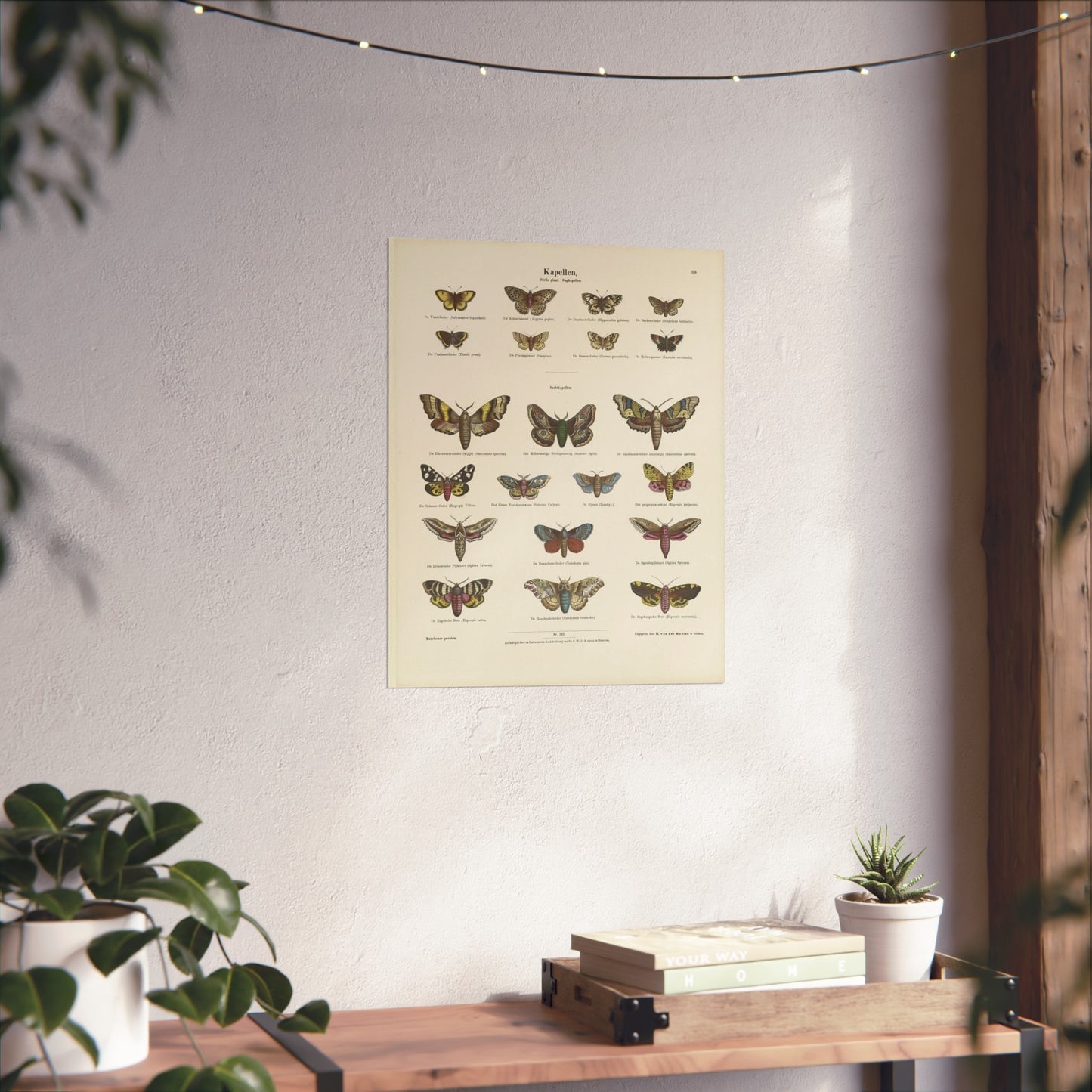 Butterflies / Third Plate. Day Butterflies / Night Butterflies