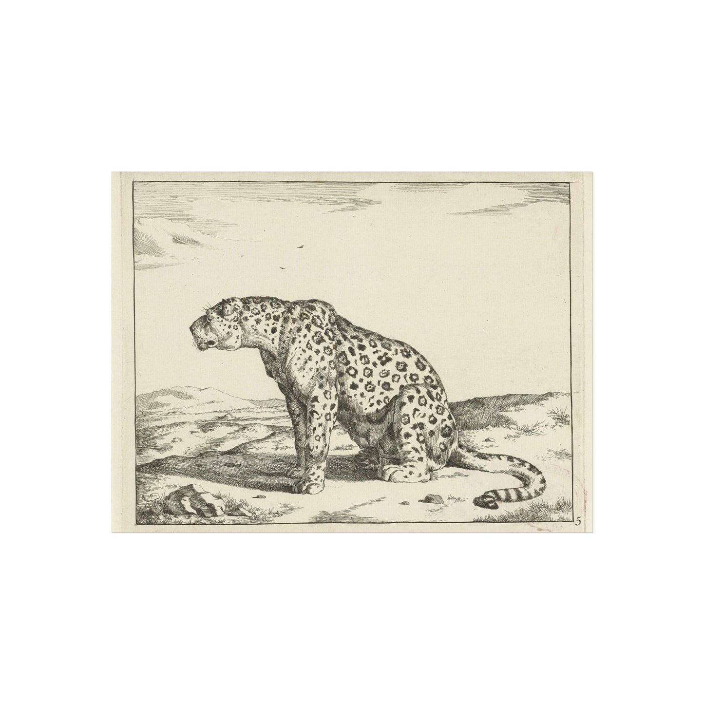 Leopard Seated on Hind Legs, Looking Left