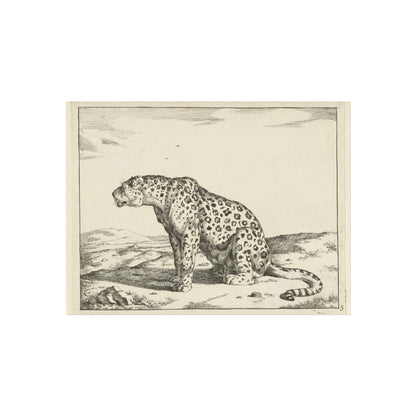 Leopard Seated on Hind Legs, Looking Left