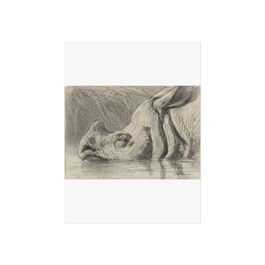 Head of a Rhinoceros, Half Submerged in Water