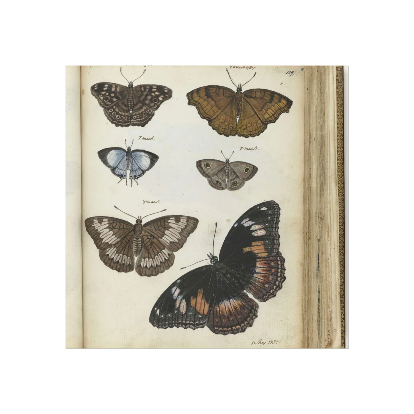 Javanese Butterflies and Moths