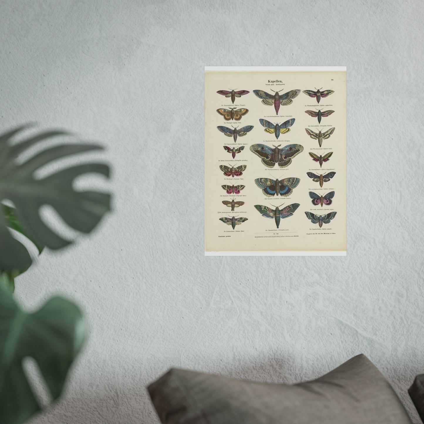 Butterflies / Second Plate. Night Butterflies