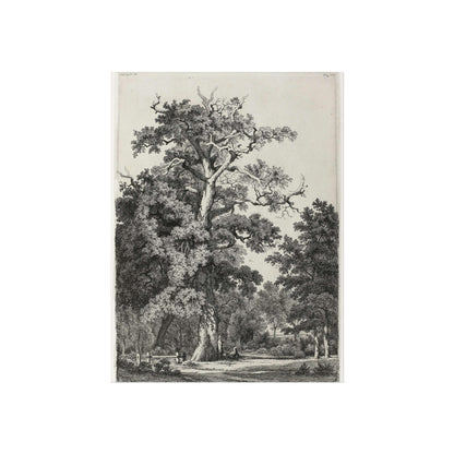 Old Oak in Bois de Boulogne