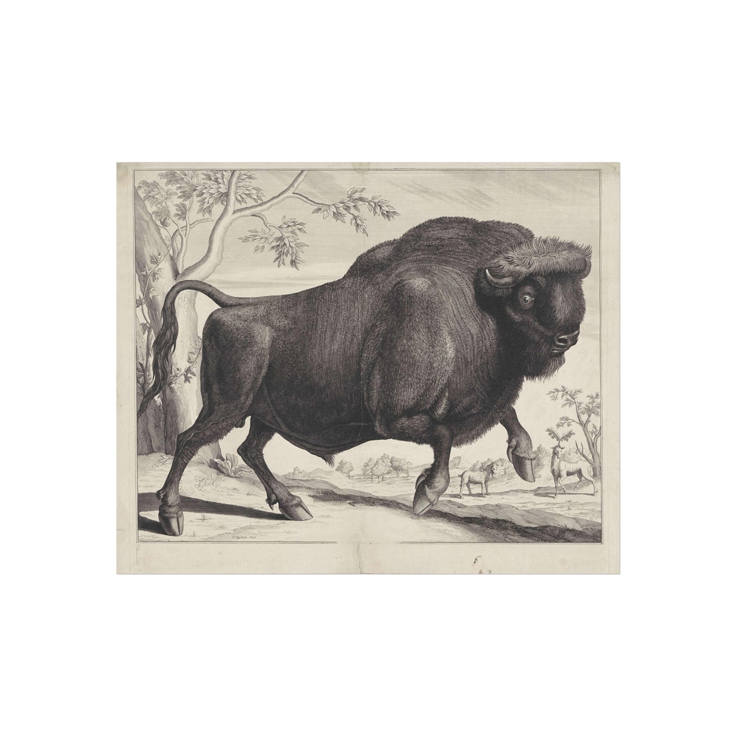 Bison