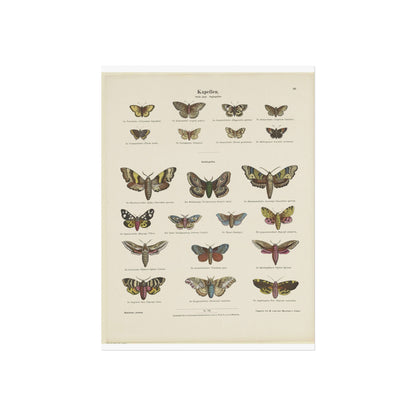 Butterflies / Third Plate. Day Butterflies / Night Butterflies