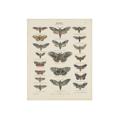 Butterflies / Second Plate. Night Butterflies