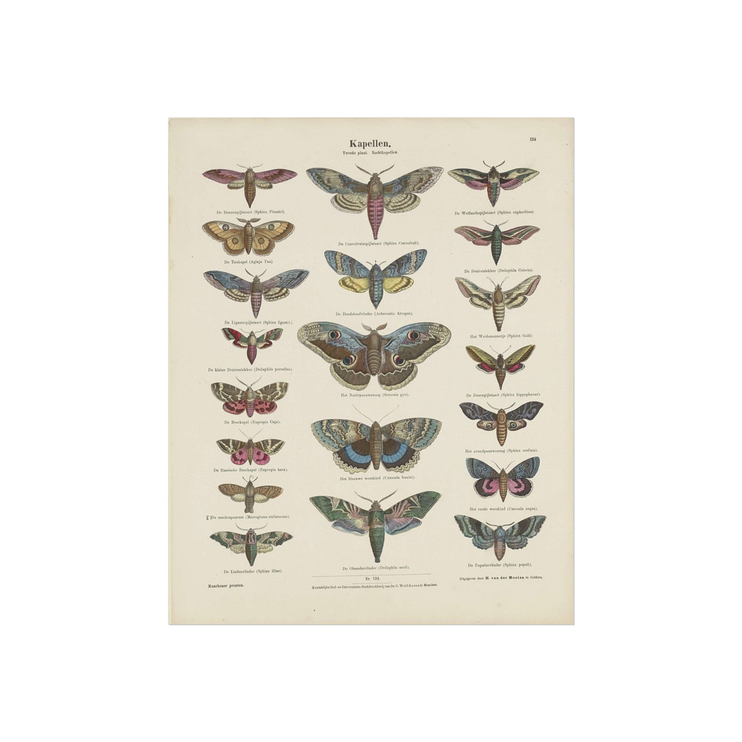 Butterflies / Second Plate. Moths