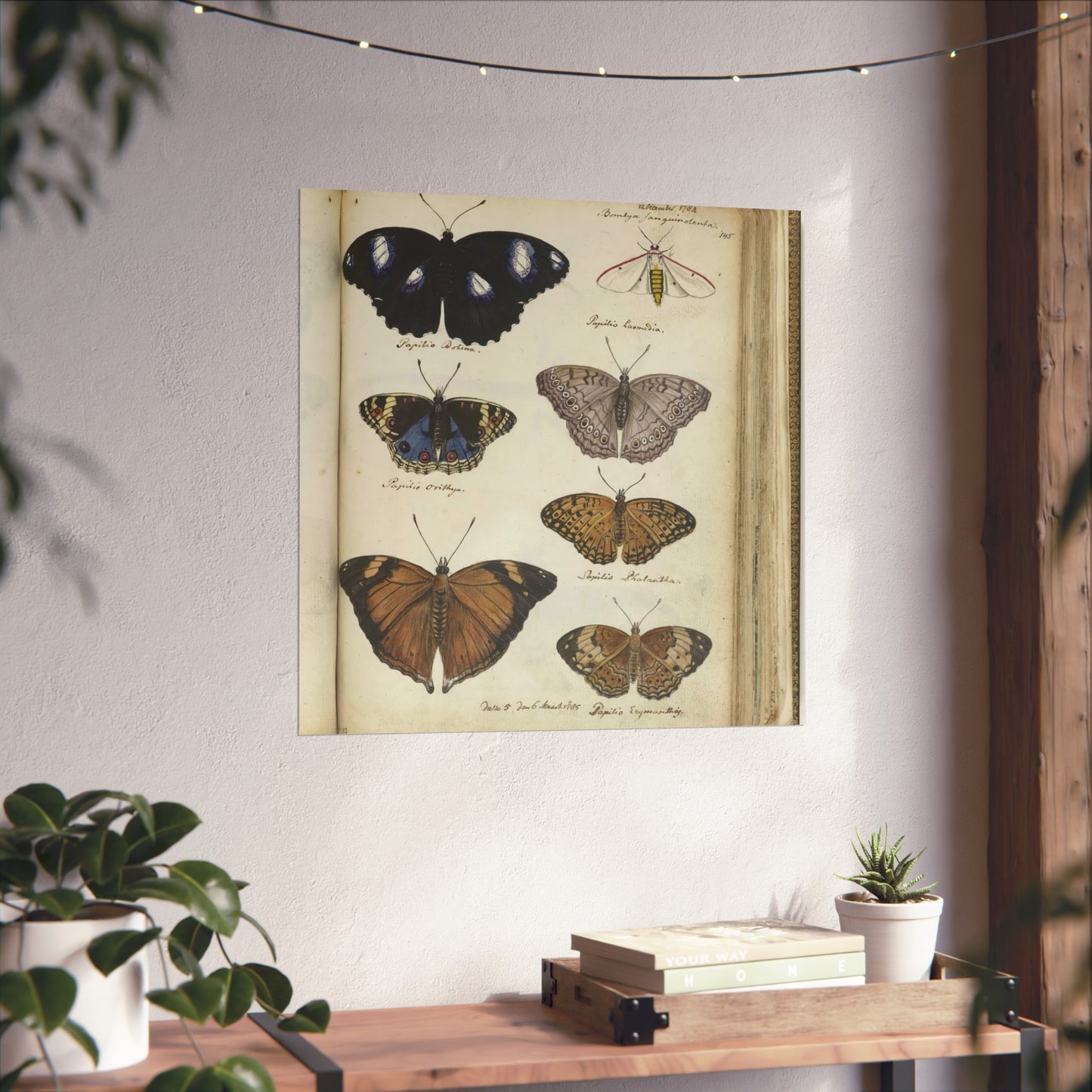 Color Illustration of Seven Javanese Butterflies and Moths