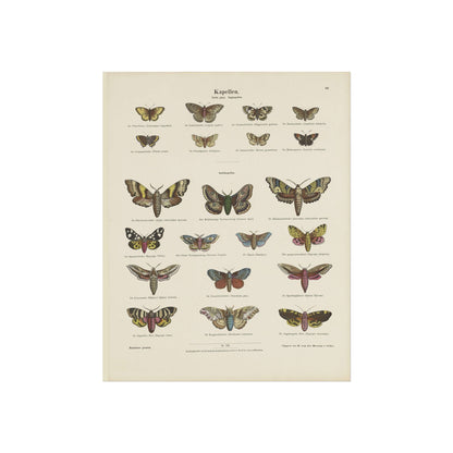 Butterflies / Third Plate. Day Butterflies / Night Butterflies