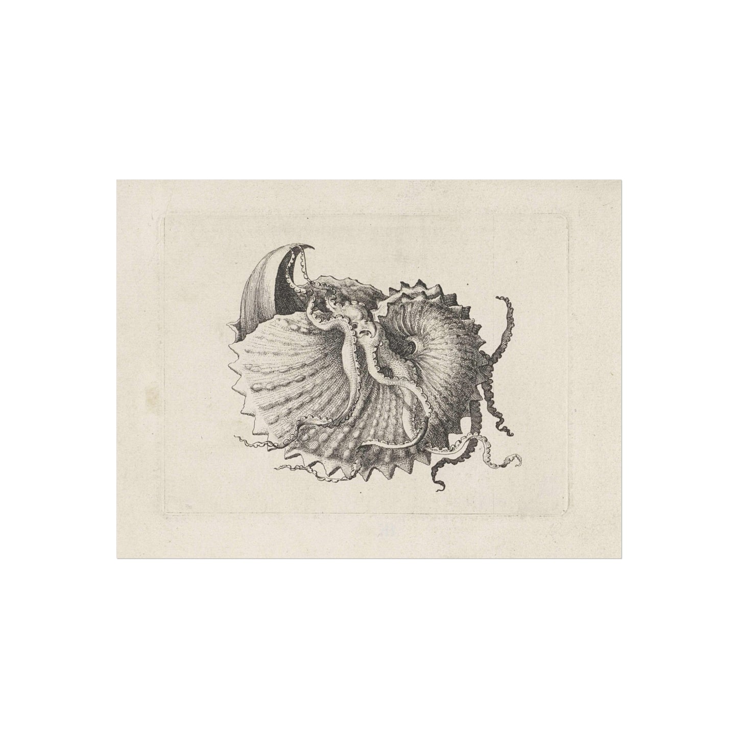 Shell, Knobby Argonaut