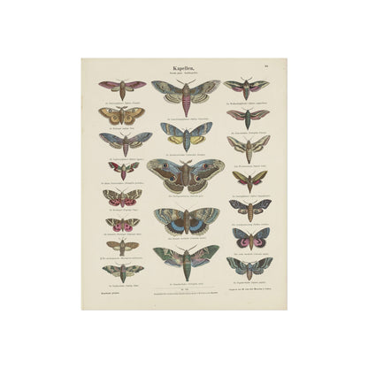 Butterflies / Second Plate. Night Butterflies