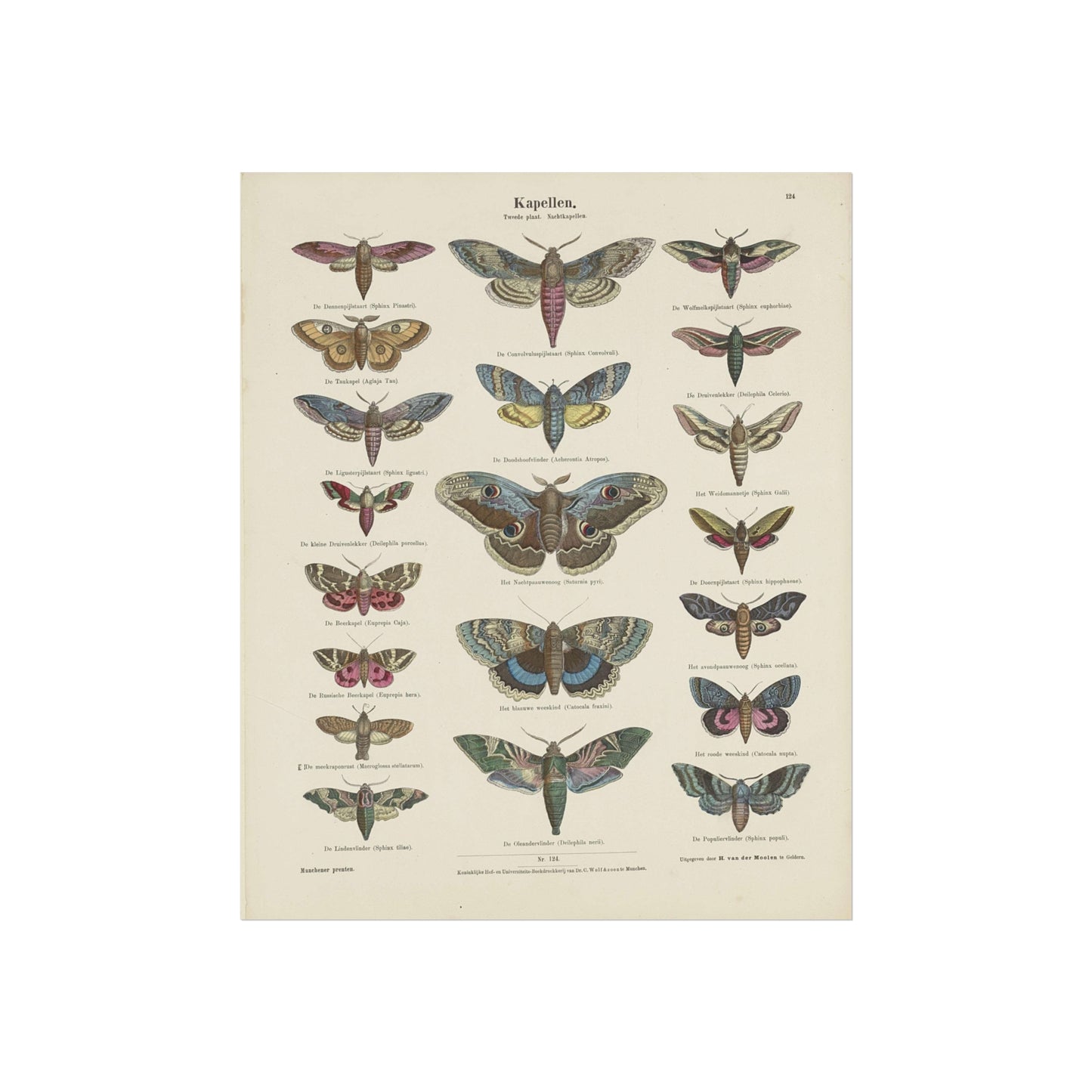 Butterflies / Second Plate. Moths