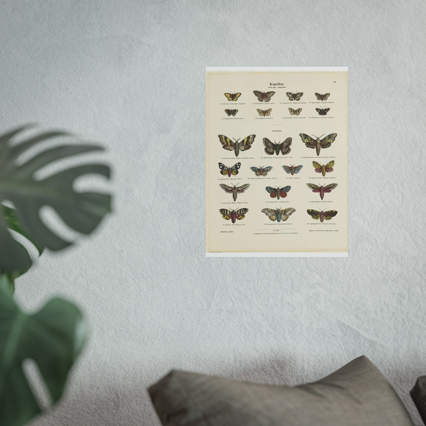 Butterflies / Third Plate. Day Butterflies / Night Butterflies