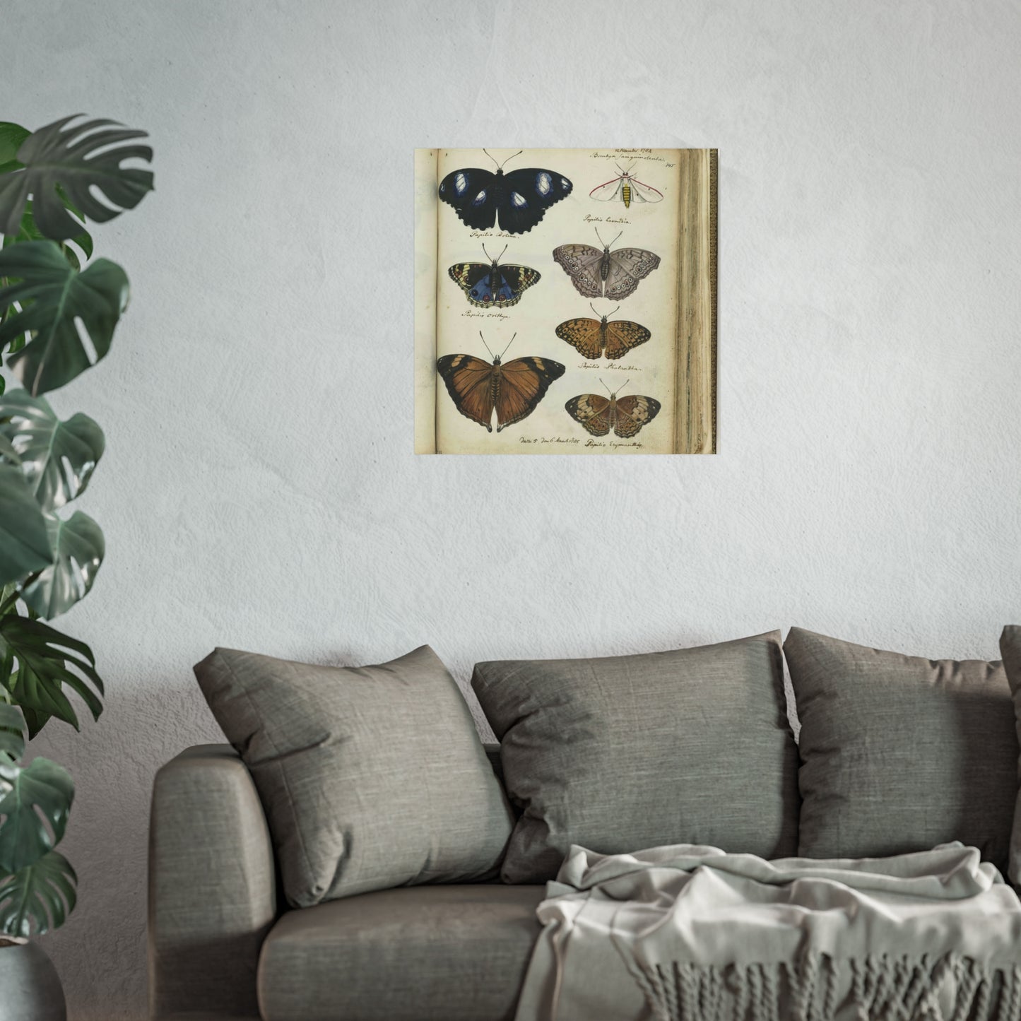 Color Illustration of Seven Javanese Butterflies and Moths