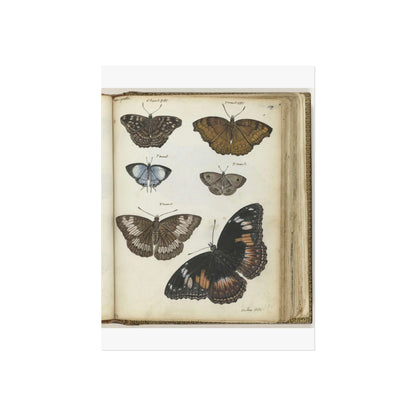 Javanese Butterflies and Moths