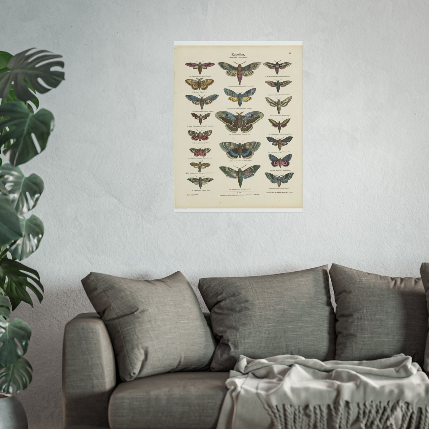 Butterflies / Second Plate. Night Butterflies