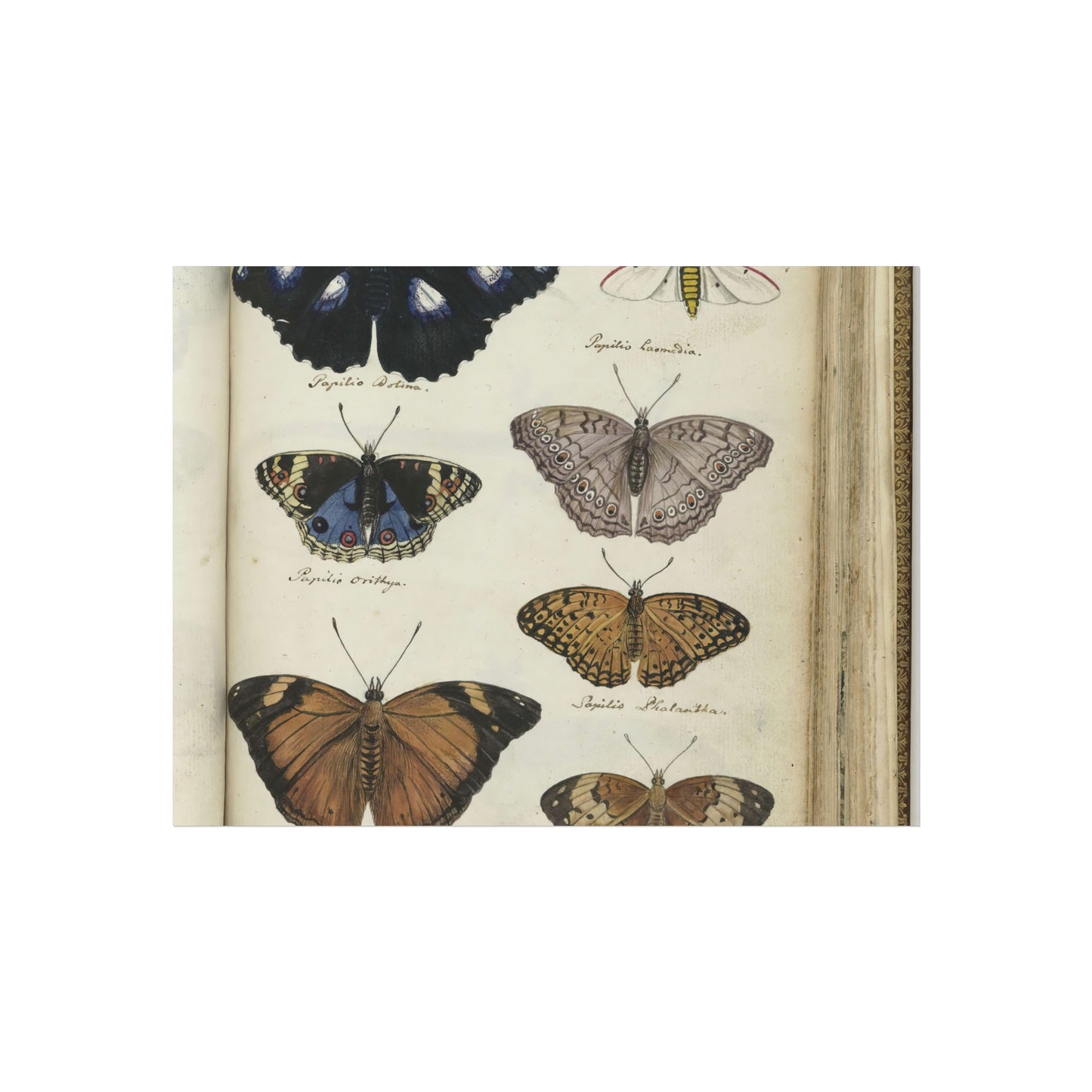 Color Illustration of Seven Javanese Butterflies and Moths