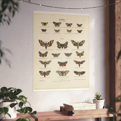 Butterflies / Third Plate. Day Butterflies / Night Butterflies