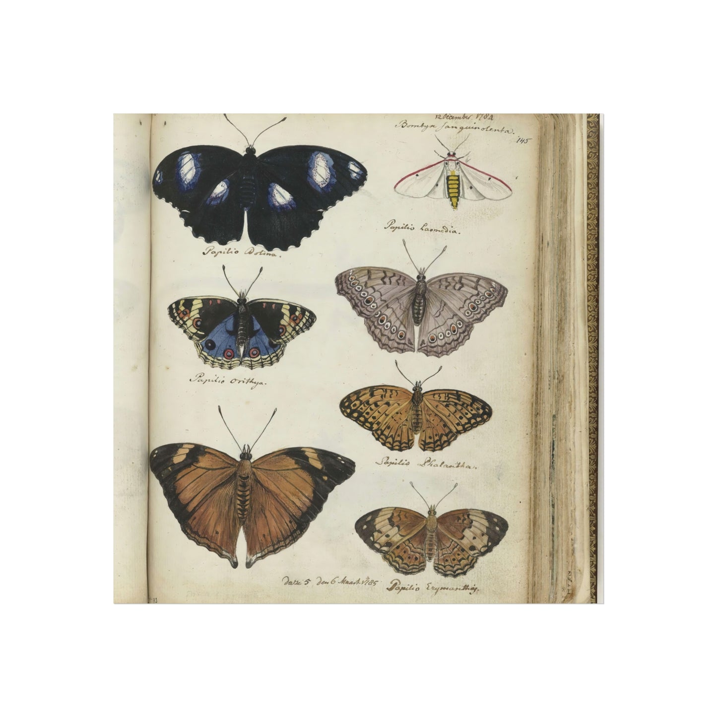 Color Illustration of Seven Javanese Butterflies and Moths