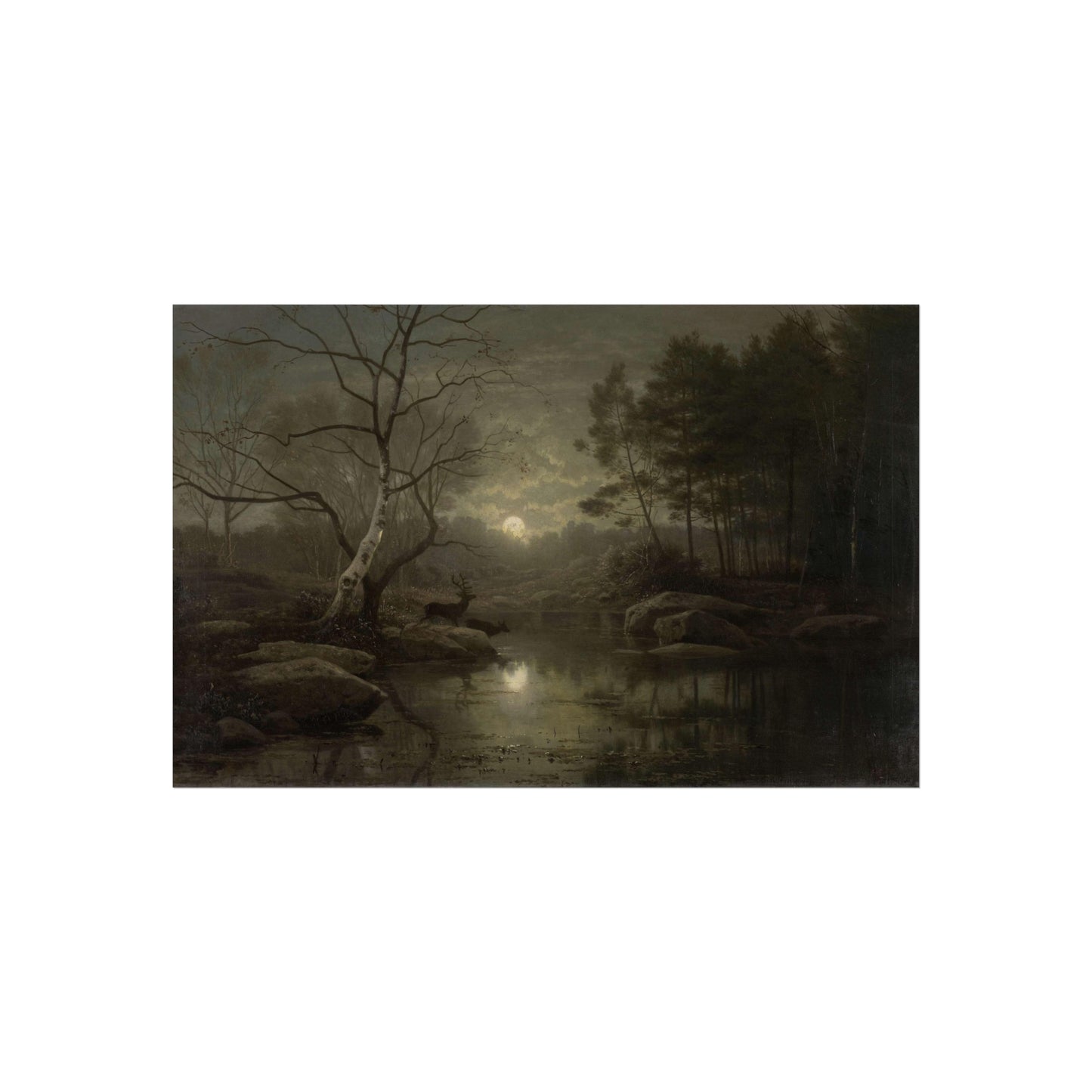 Forest Landscape in the Moonlight