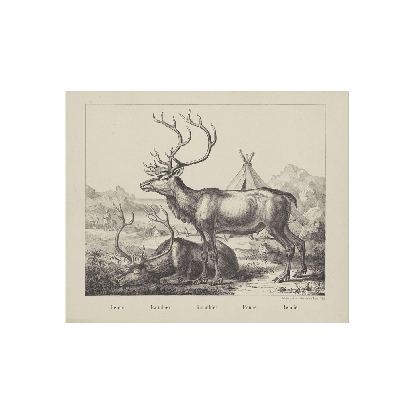 Reindeers in Landscape