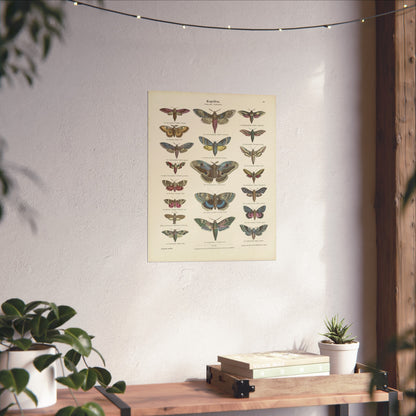 Butterflies / Second Plate. Moths