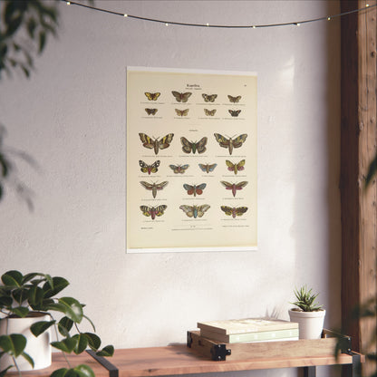 Butterflies / Third Plate. Day Butterflies / Night Butterflies