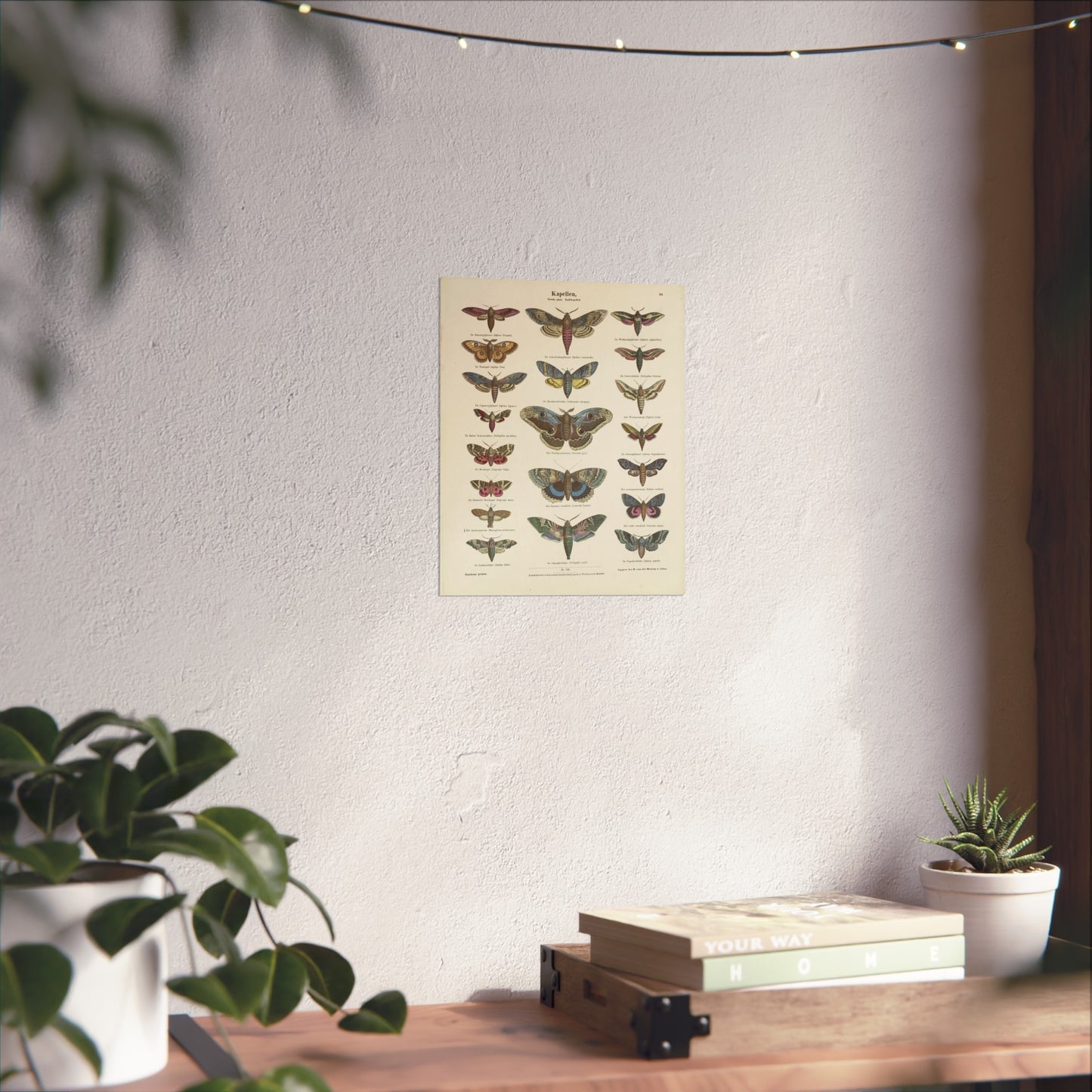 Butterflies / Second Plate. Night Butterflies