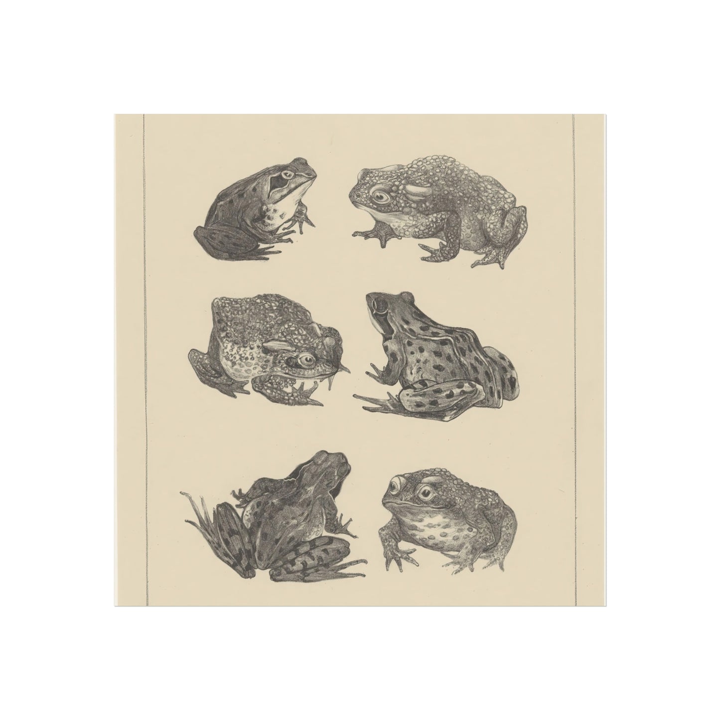 Six Frogs and Toads