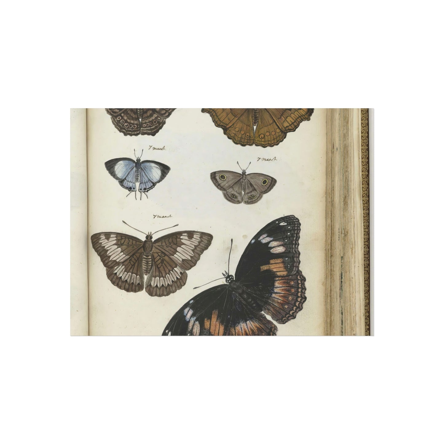 Javanese Butterflies and Moths