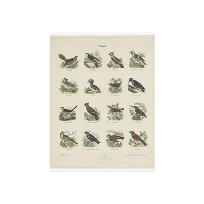 Sheet with 16 Bird Illustrations by Ernst Fröhlich