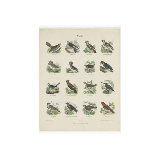 Sheet with 16 Bird Illustrations by Ernst Fröhlich