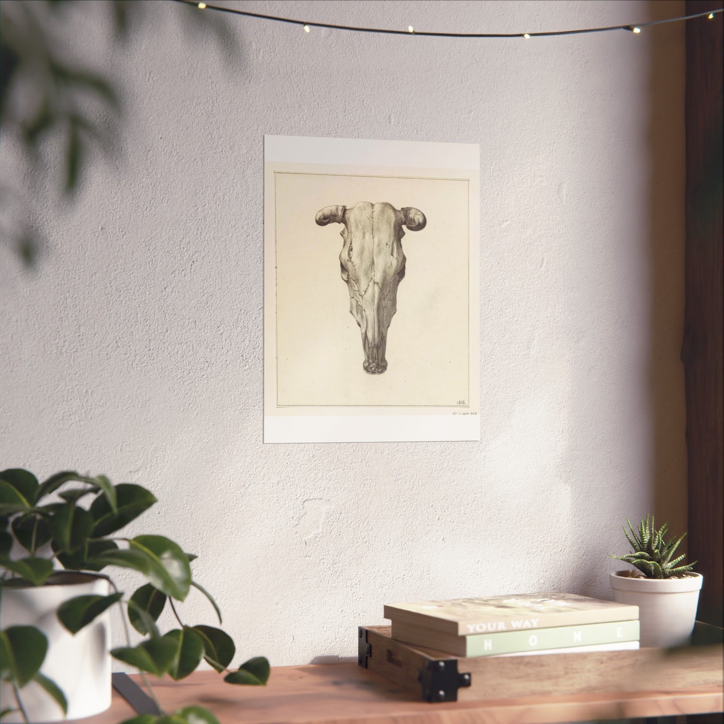 Cow Skull Viewed from Above