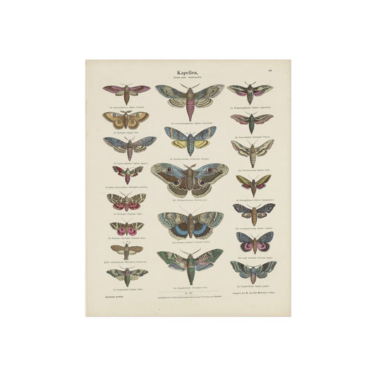 Butterflies / Second Plate. Night Butterflies