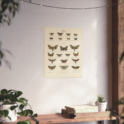 Butterflies / Third Plate. Day Butterflies / Night Butterflies