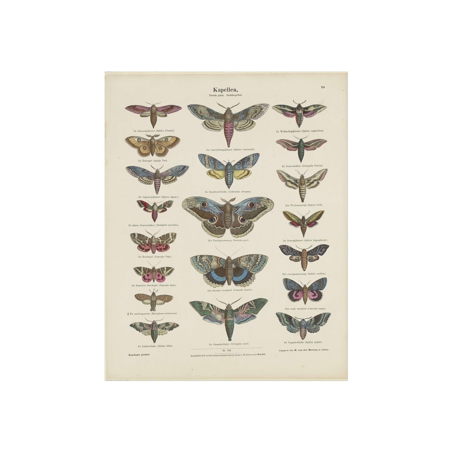 Butterflies / Second Plate. Moths