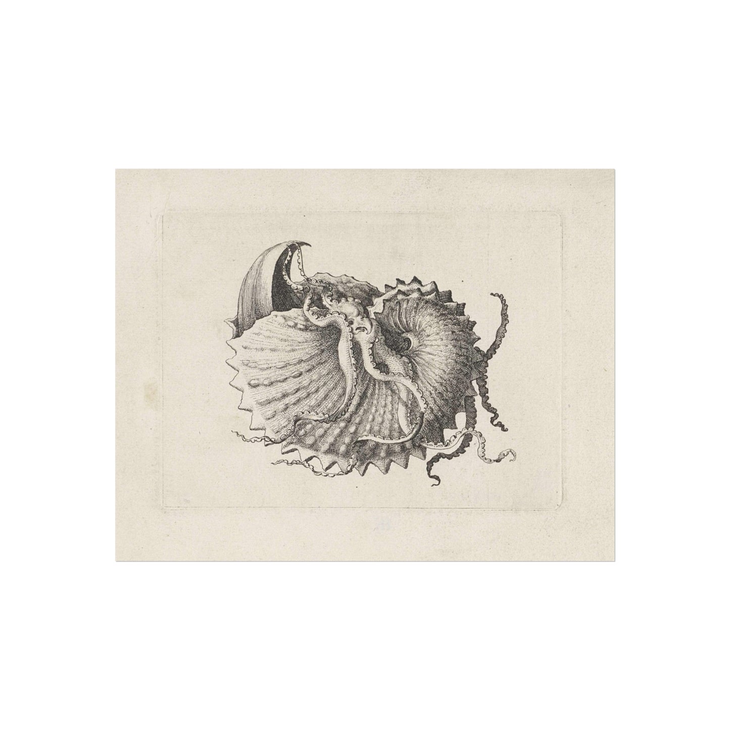 Shell, Knobbed Argonaut