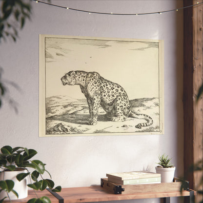 Leopard Sitting on Hind Legs, Looking Left