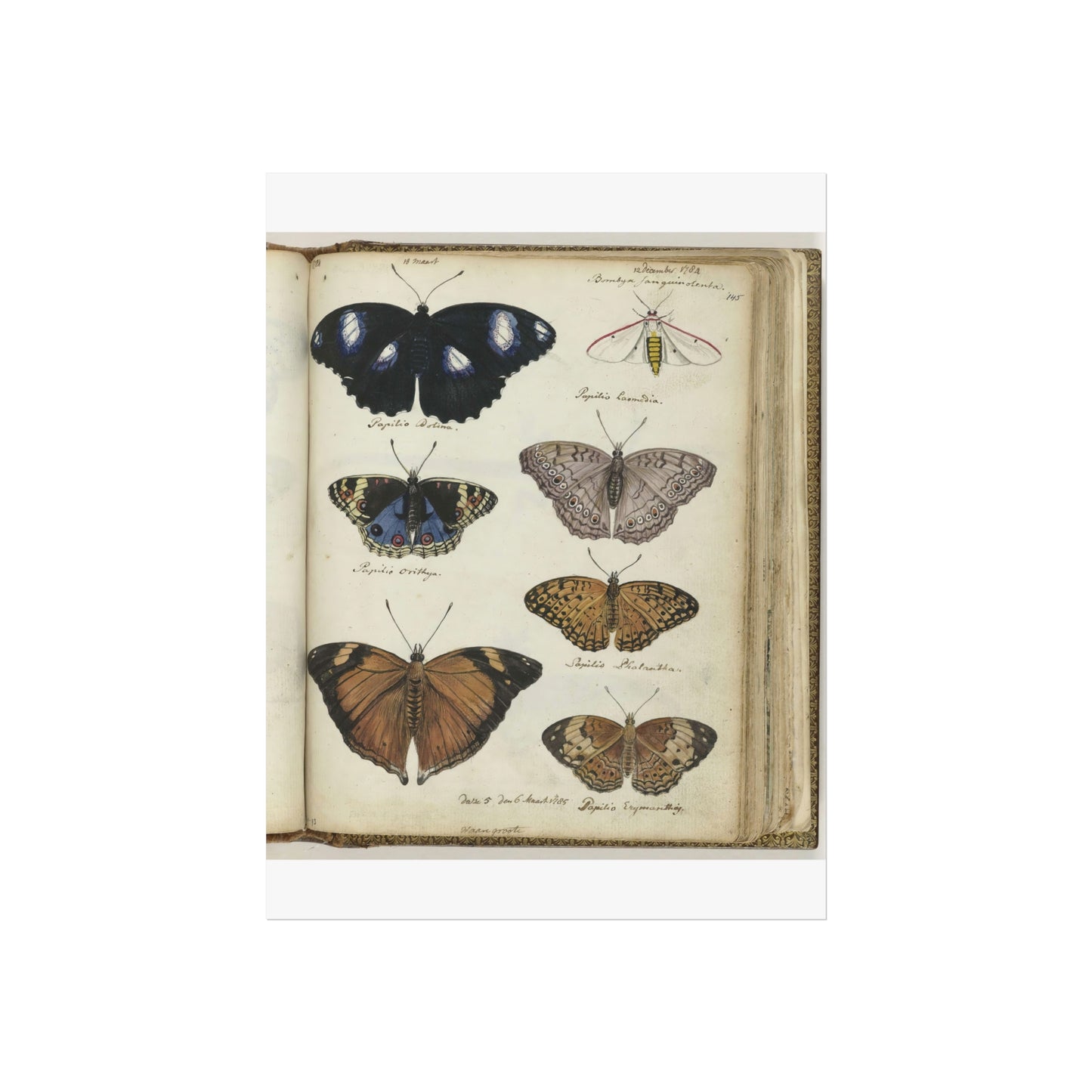 Color Illustration of Seven Javanese Butterflies and Moths